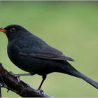 amsel