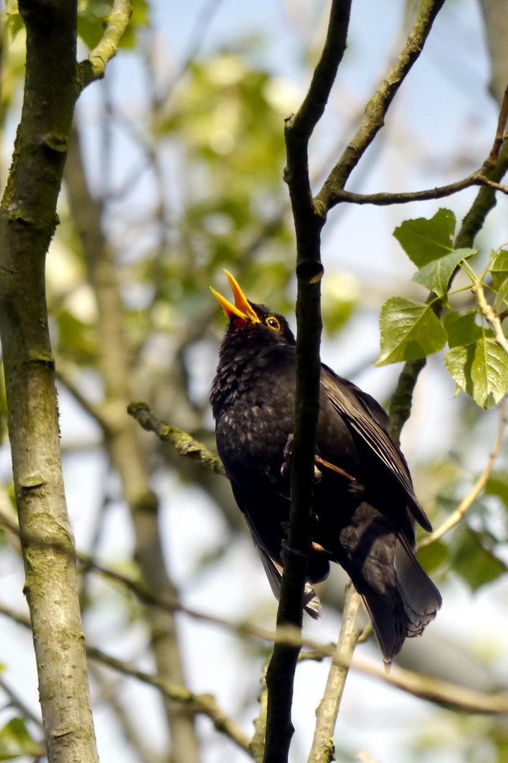 Amsel