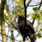 Amsel