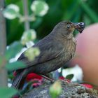 Amsel