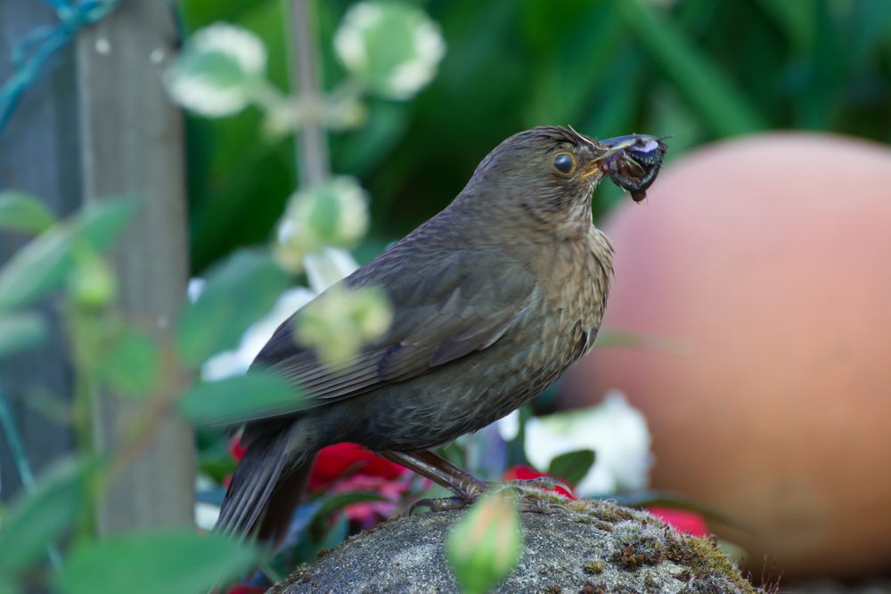 Amsel