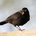 Amsel