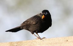 Amsel