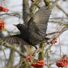 Amsel