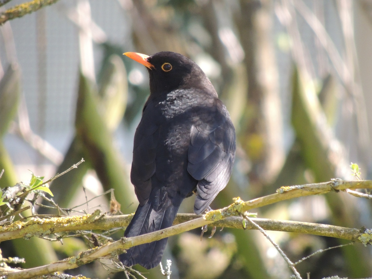 Amsel