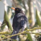 Amsel