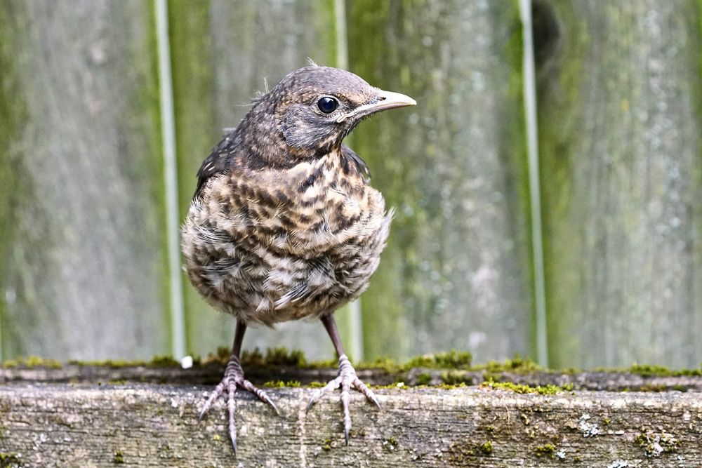 Amsel..