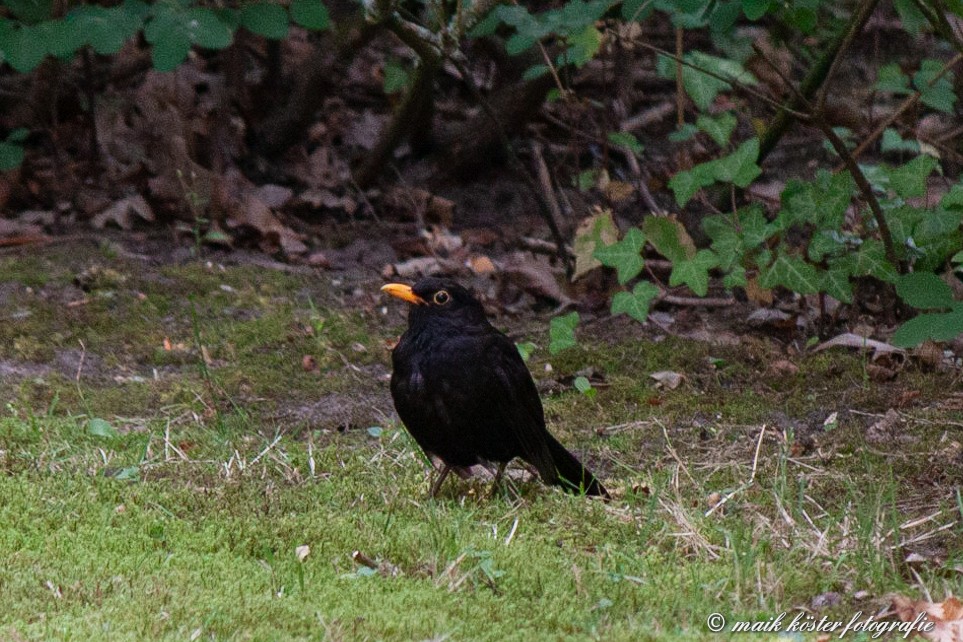 Amsel 