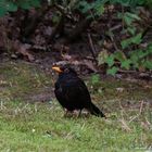 Amsel 