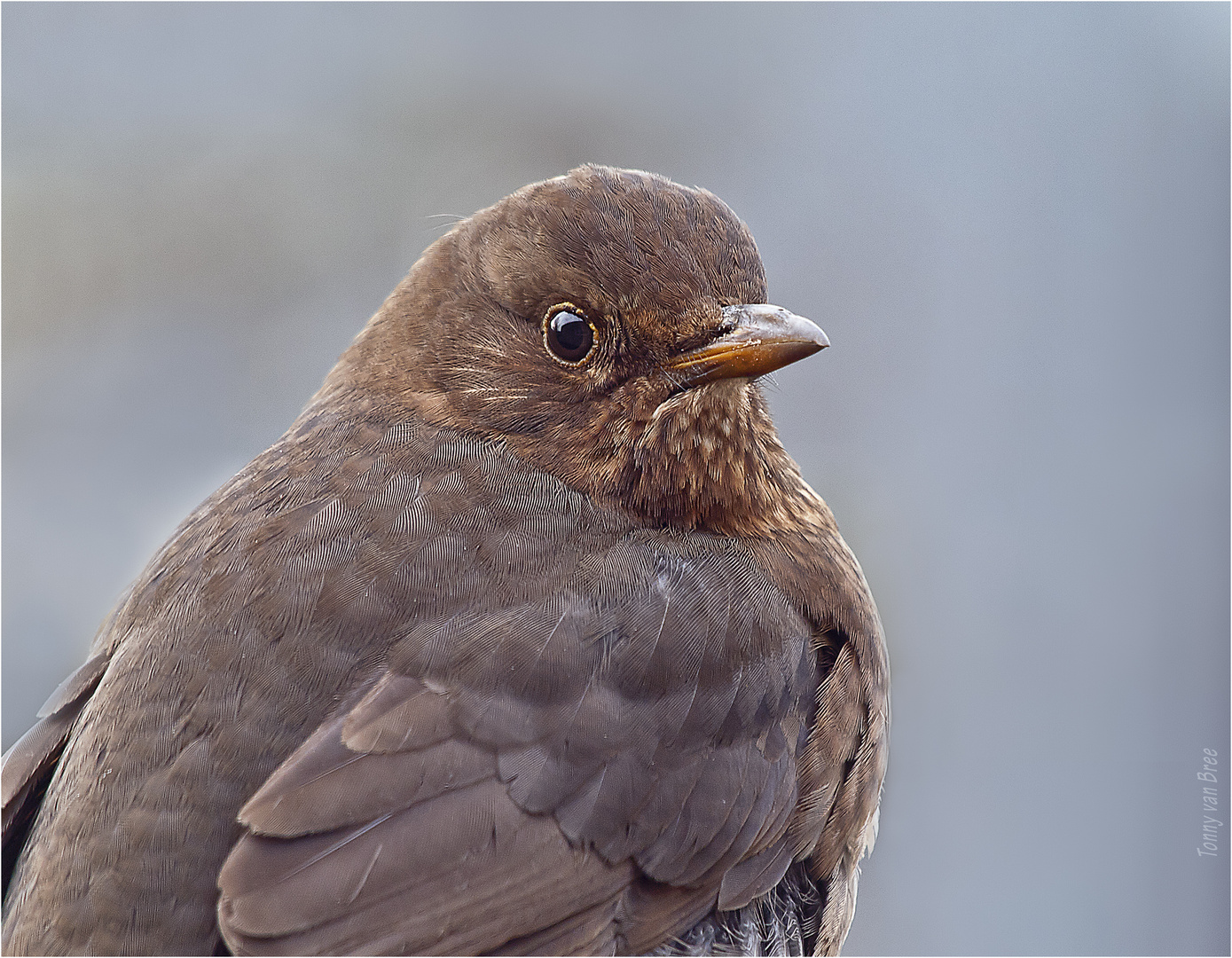 amsel