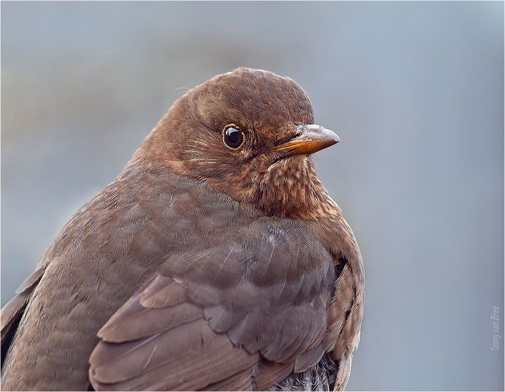 amsel