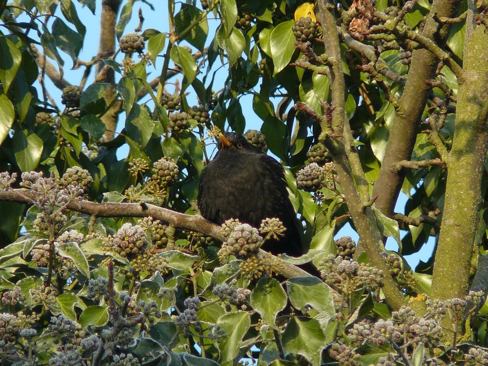 Amsel