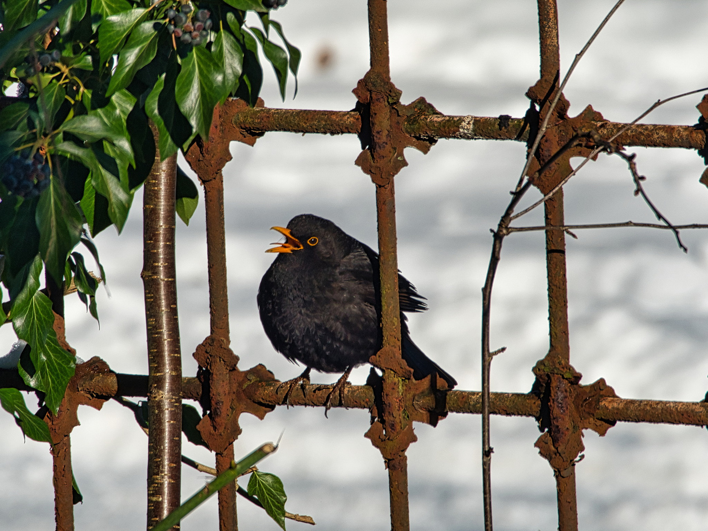 Amsel