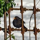 Amsel