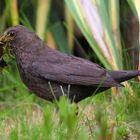 Amsel