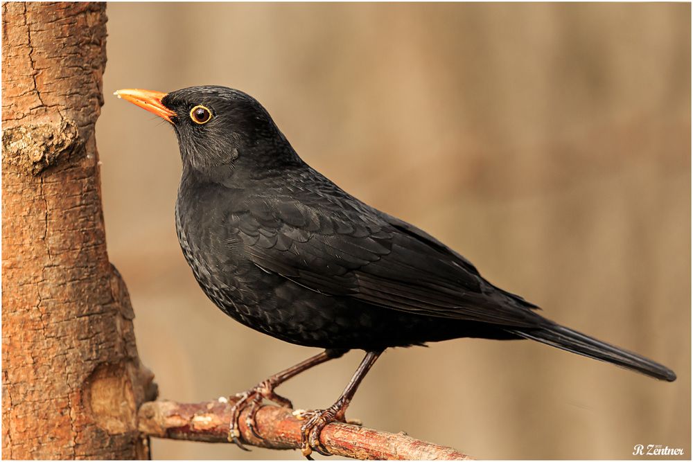 Amsel