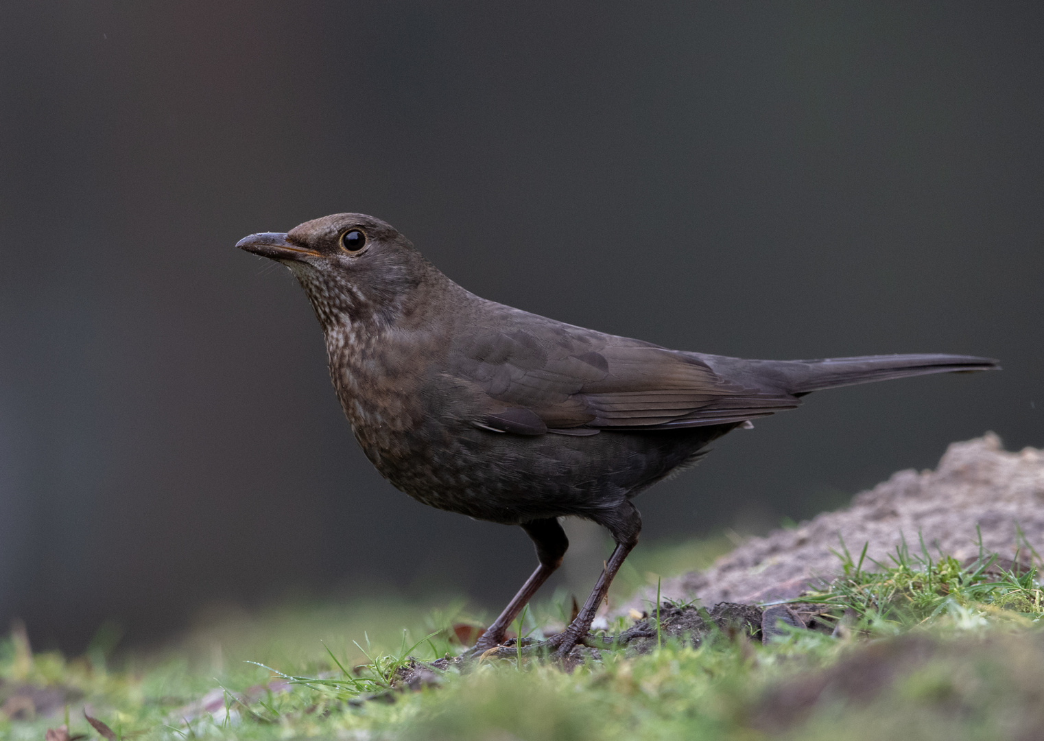 Amsel