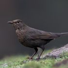 Amsel