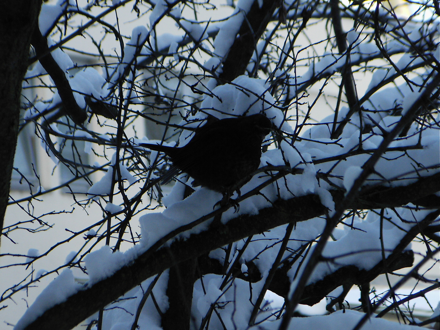 Amsel