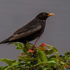 Amsel