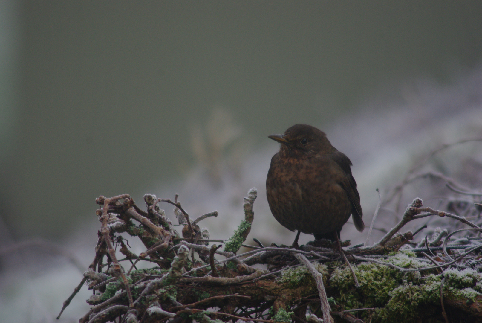 Amsel