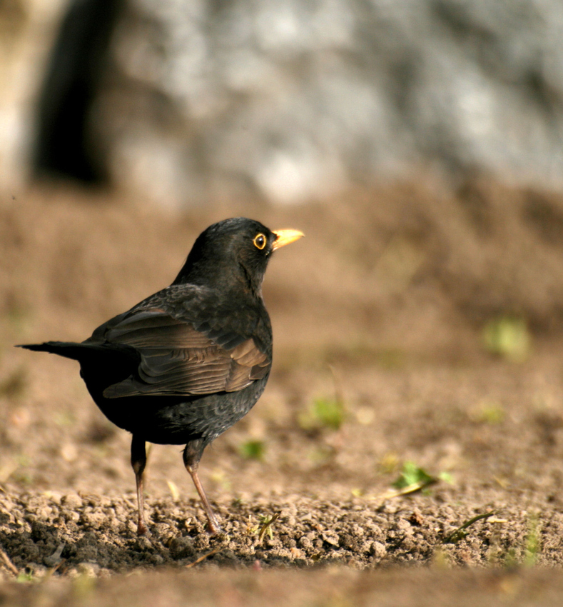 Amsel 3