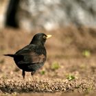 Amsel 3