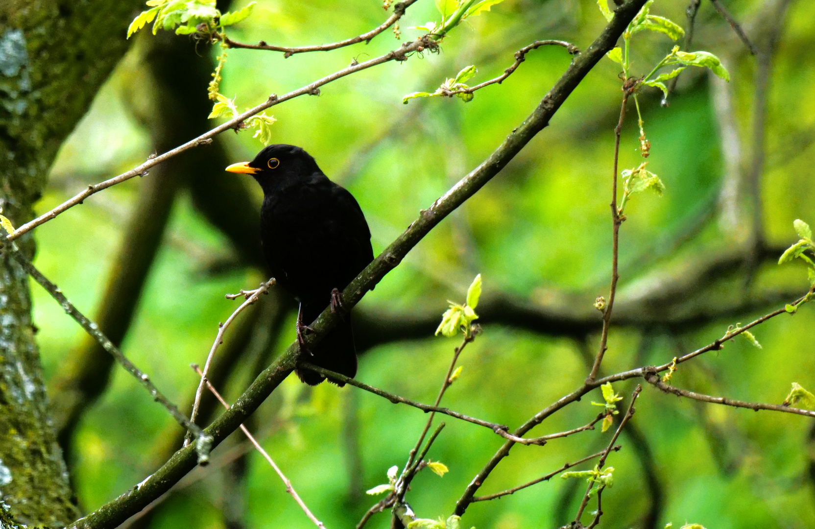 Amsel 3