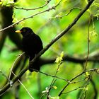 Amsel 3