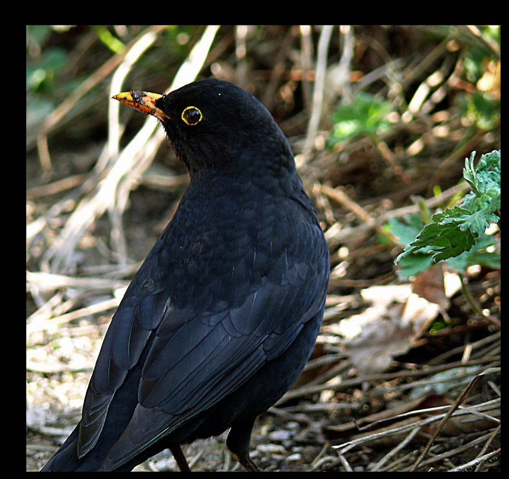 -Amsel-3