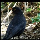 -Amsel-3