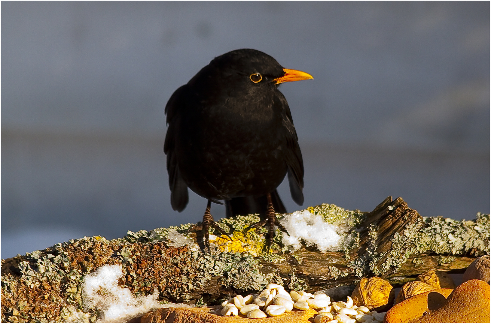 Amsel