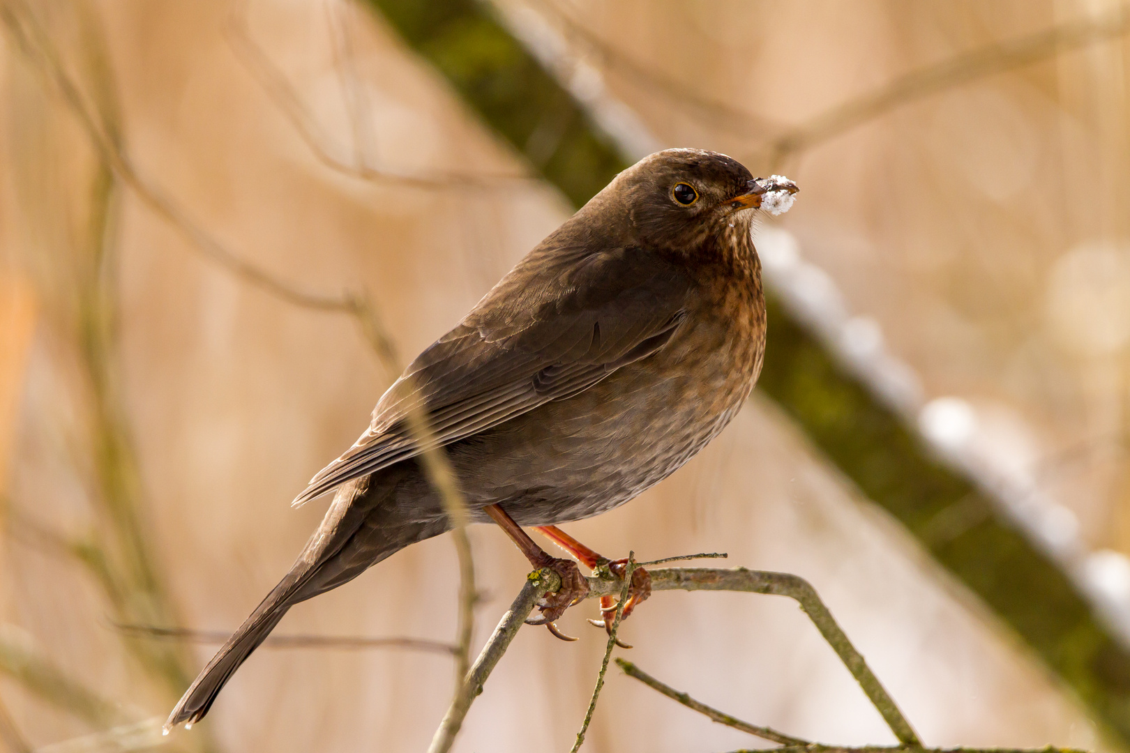 Amsel