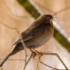 Amsel