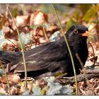 Amsel