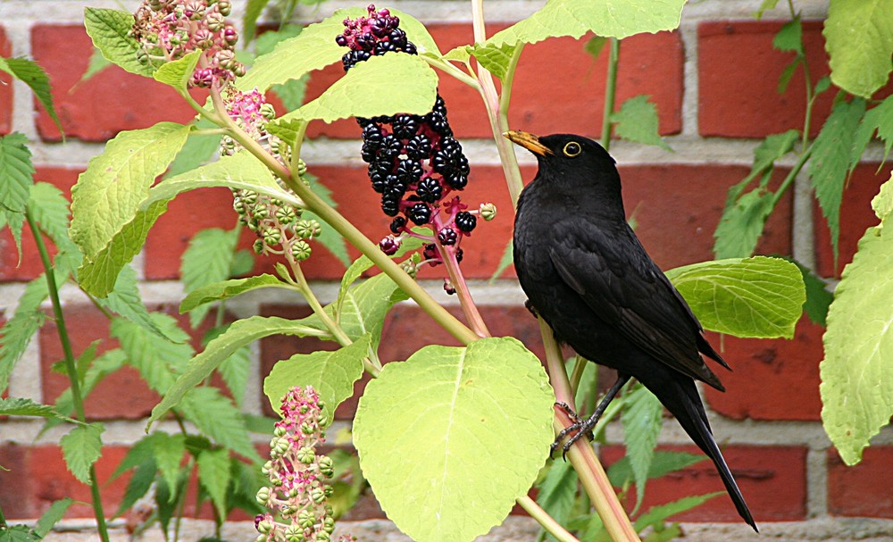 Amsel