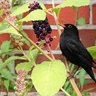 Amsel