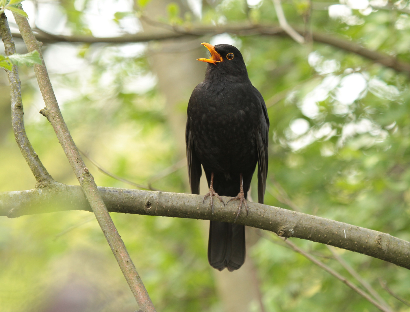 Amsel