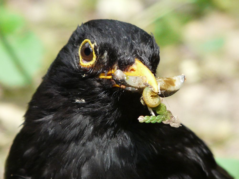 Amsel