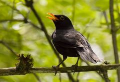 Amsel