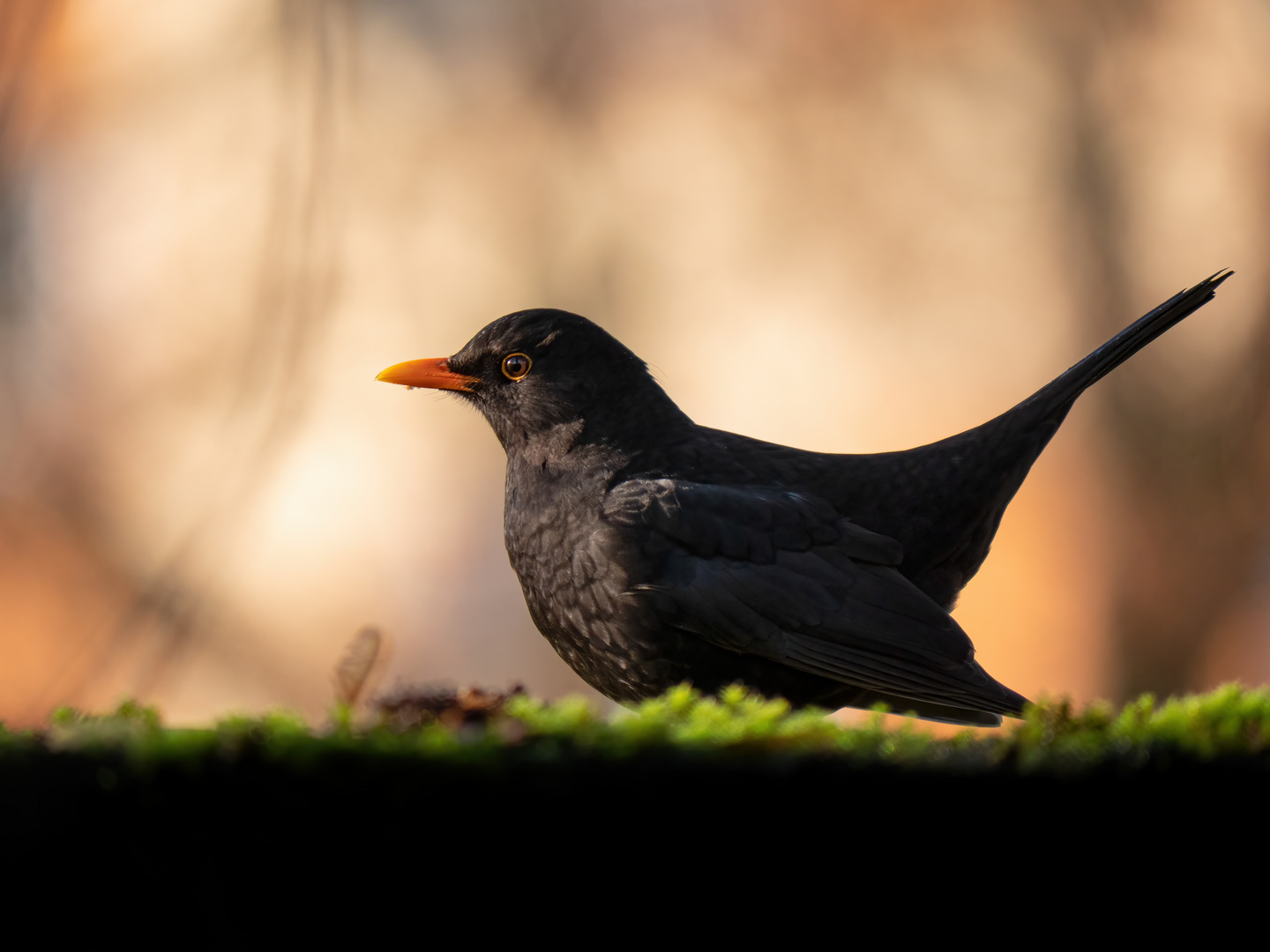 Amsel