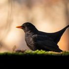 Amsel