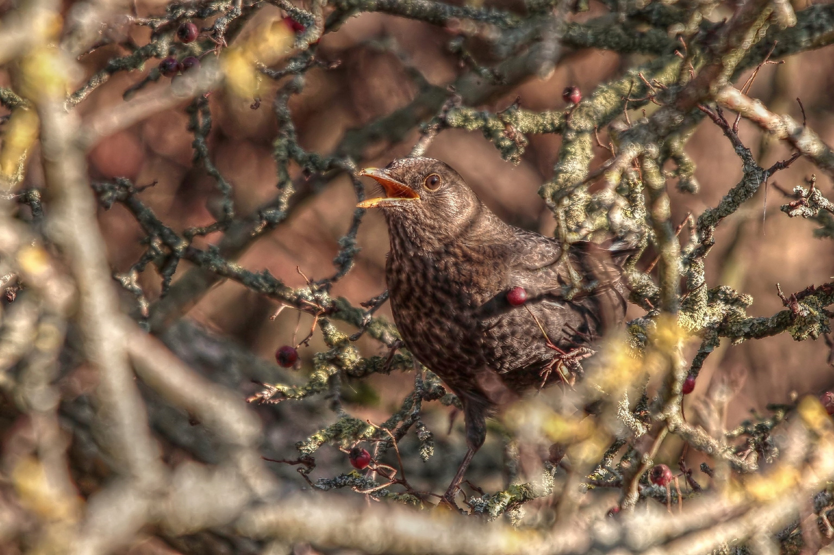 Amsel