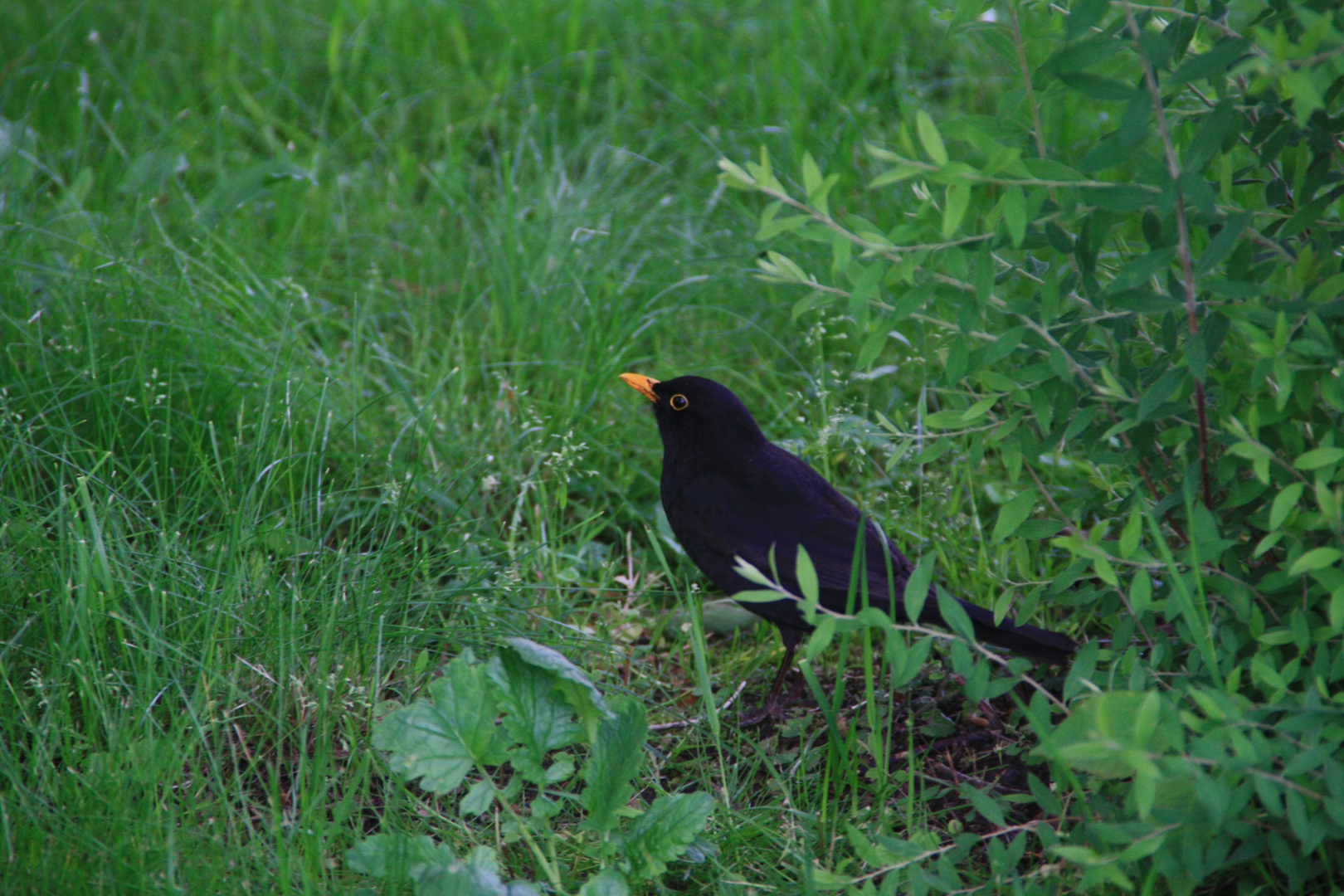 Amsel