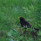 Amsel