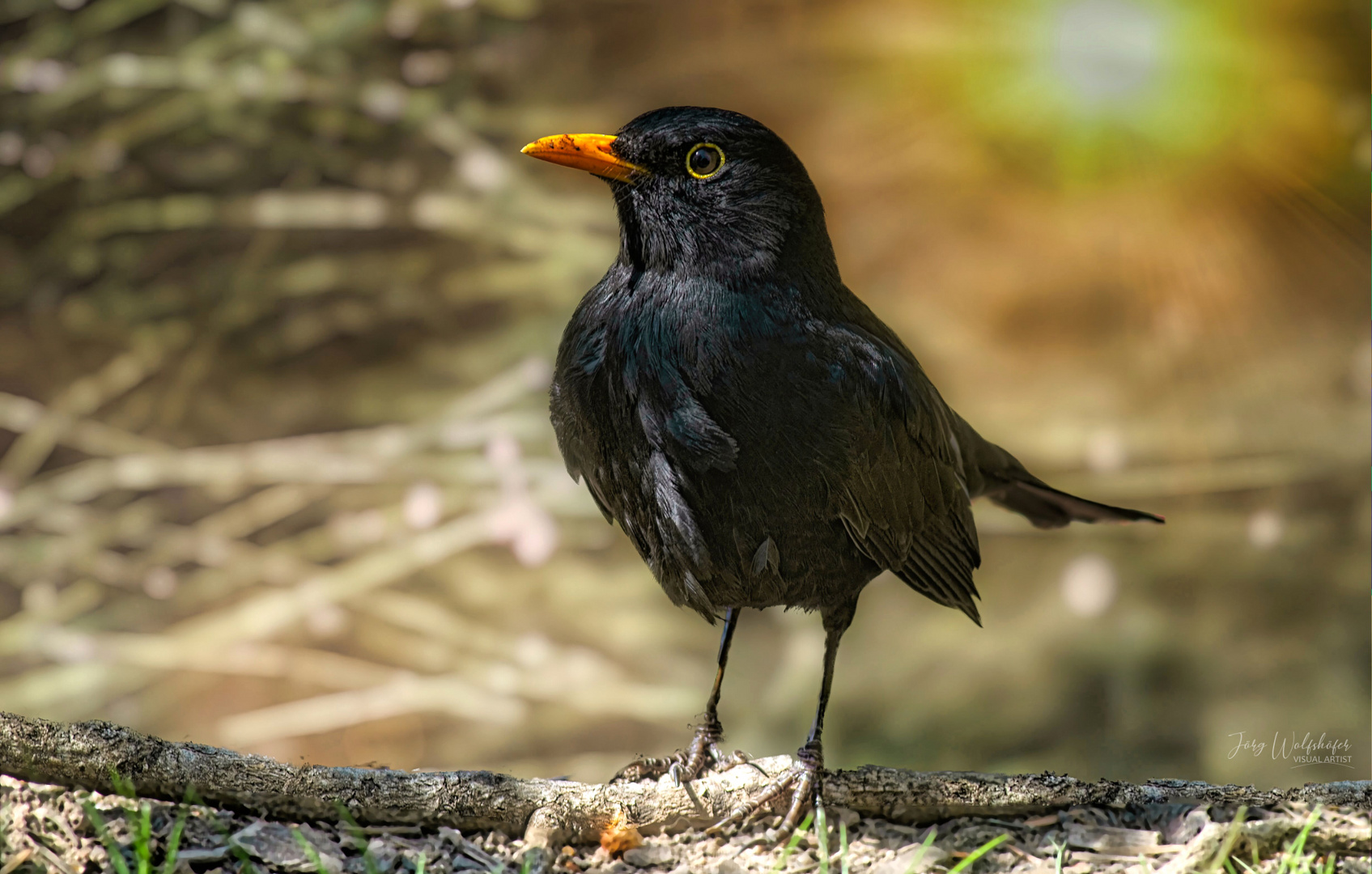 Amsel