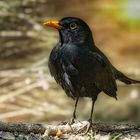 Amsel