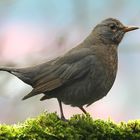 Amsel