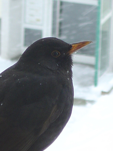 Amsel