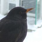 Amsel